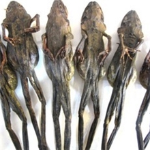 2012正品长白山林蛙油*雪蛤干*雪蛤油*林蛙干蛤蟆12克/19元