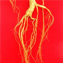 山参移山参12-15年根清仓特价45元/条