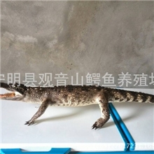 鳄鱼标本