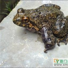供应生态养殖石蛙、山叫、棘胸蛙