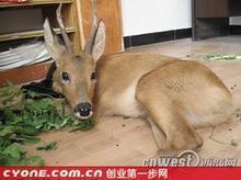 山宝野味配送中心供应优质无公害狍子肉