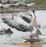 大量供应养殖无公害朗德鹅、大雁鹅、灰天鹅