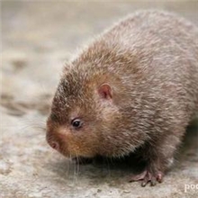 供应优质无公害养殖竹鼠
