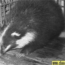 吴训刚常年大量供应狗獾