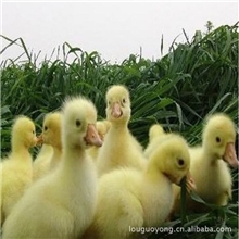 养殖场直销抗病力强适应性广优良鸭苗