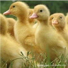 【质量保证来电订购】供应多种优质公鸭苗,鸭苗，鹅苗