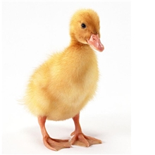 【质量保证来电订购】供应多种优质公鸭苗,鸭苗