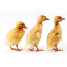 【质量保证】各种优质鸭苗，番鸭，肉鸭，欢迎来电咨询