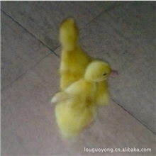 【质量保证】供应多种优质公鸭苗，鹅苗