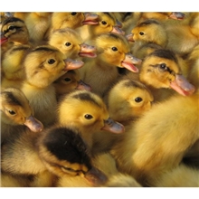 特种养殖动物种苗灰鹅苗鹅苗价格优惠品质保证