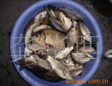 零风险保质量供应野生鲫鱼（高邮湖日产1000斤）