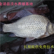 金湖淡水养殖垂钓中心专供长期合作零风险保质量本鲫鱼1斤左右