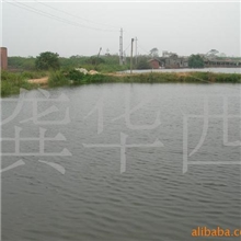 江苏金湖养殖保证质量垂钓中心专供首选鲫鱼7-8两等四大家鱼