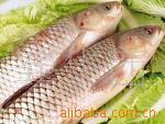 零风险保质量草鱼1-2斤