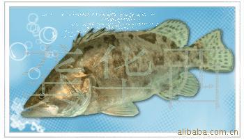 零风险保质量供应桂鱼苗(4-5cm)