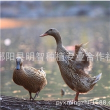 鄱阳湖野鸭,野鸭年底出售