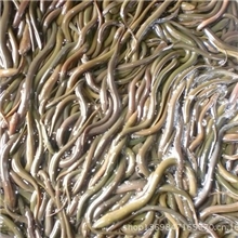 黄鳝，鄱阳县原生态黄鳝