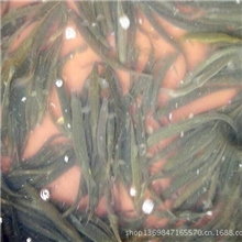 鄱阳县原生态泥鳅养殖，黄泥鳅