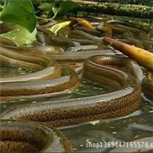 鄱阳县原生态养殖黄鳝，实体养殖