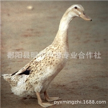 大量供应麻鸭，中国最大的原生态区鄱阳湖