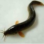 鄱阳湖泥鳅苗，原生态泥鳅养殖，