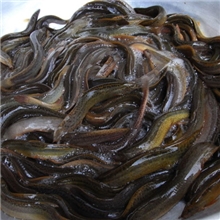 泥鳅，供应江西鄱阳湖原生态青泥鳅
