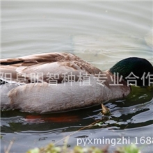 野鸭，鄱阳湖特种产品年底出售