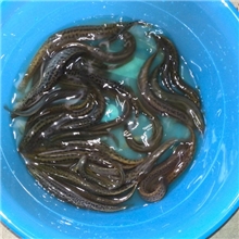 特产泥鳅隆重出售，鄱阳湖明智特产养殖