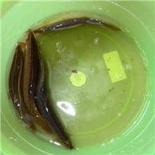 鄱阳湖特产大泥鳅，明智农业生态科技园