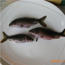 供应全州禾花鱼鱼苗水产苗种商品鱼淡水养殖品种