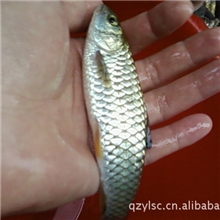 供应光倒刺鲃鱼苗(光鱼苗)鱼苗