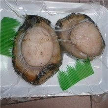 供应墨西哥鲍鱼