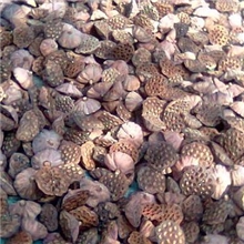 批发销售中药材干莲蓬中药材饮料原料