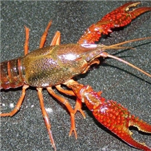 预订鄱阳湖小龙虾鲜活小龙虾淡水小龙虾小龙虾批发7钱以上红虾