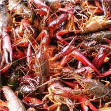 鄱阳湖小龙虾鲜活小龙虾淡水小龙虾批发2~4钱大小红虾明年预定