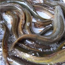 产地批发鲜活泥鳅青泥鳅/黄鳝