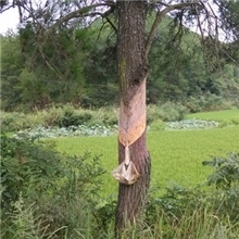 产地批发纯天然松油松节油松树油松脂油化工原料