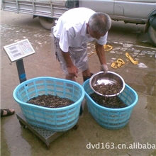 供应批发野生泥鳅青鳅扁鳅商品泥鳅