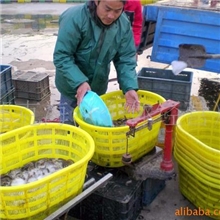 批发供应泥鳅野生泥鳅