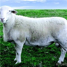 供应批发干风羊冷冻羊小尾寒羊羊