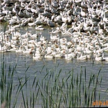 供应批发皖西翠眉大白鹅腊鹅咸鹅