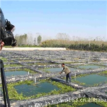 泥鳅泥鳅鱼养殖泥鳅（六安泥鳅泥鳅养殖技术