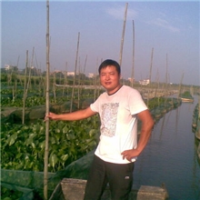 黄鳝养殖技术鳝鱼苗黄鳝批发鳝鱼价格