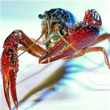 洪湖《野生》小龙虾