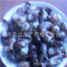 洪湖二代野生冰冻活虾虾尾