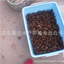 洪湖优质【二代野生】小龙虾苗