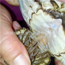 【优质供应】【纯天然】【大闸蟹】公3.5-3.7两