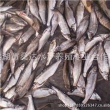 洪湖【野生】刁子鱼