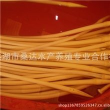 洪湖野生绿色食品藕带