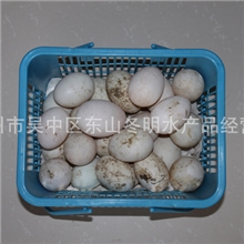 高营养优质鸭蛋等其他蛋类产品欢迎洽谈